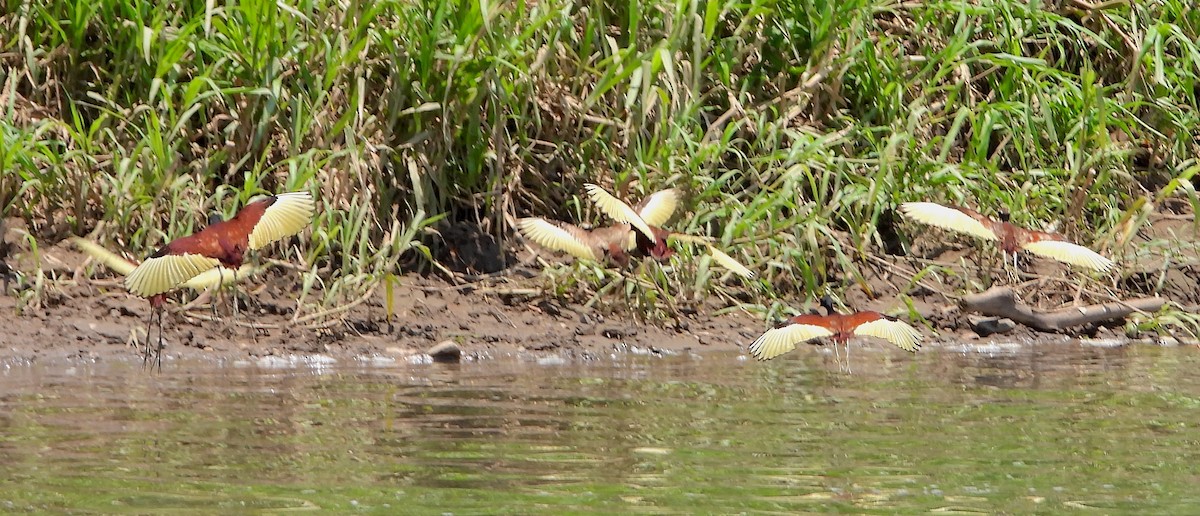 Jacana Centroamericana - ML617708611