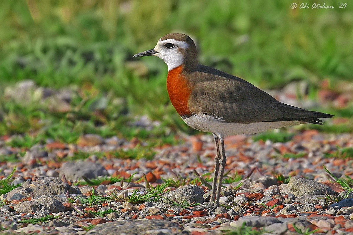 Caspian Plover - ML617708625