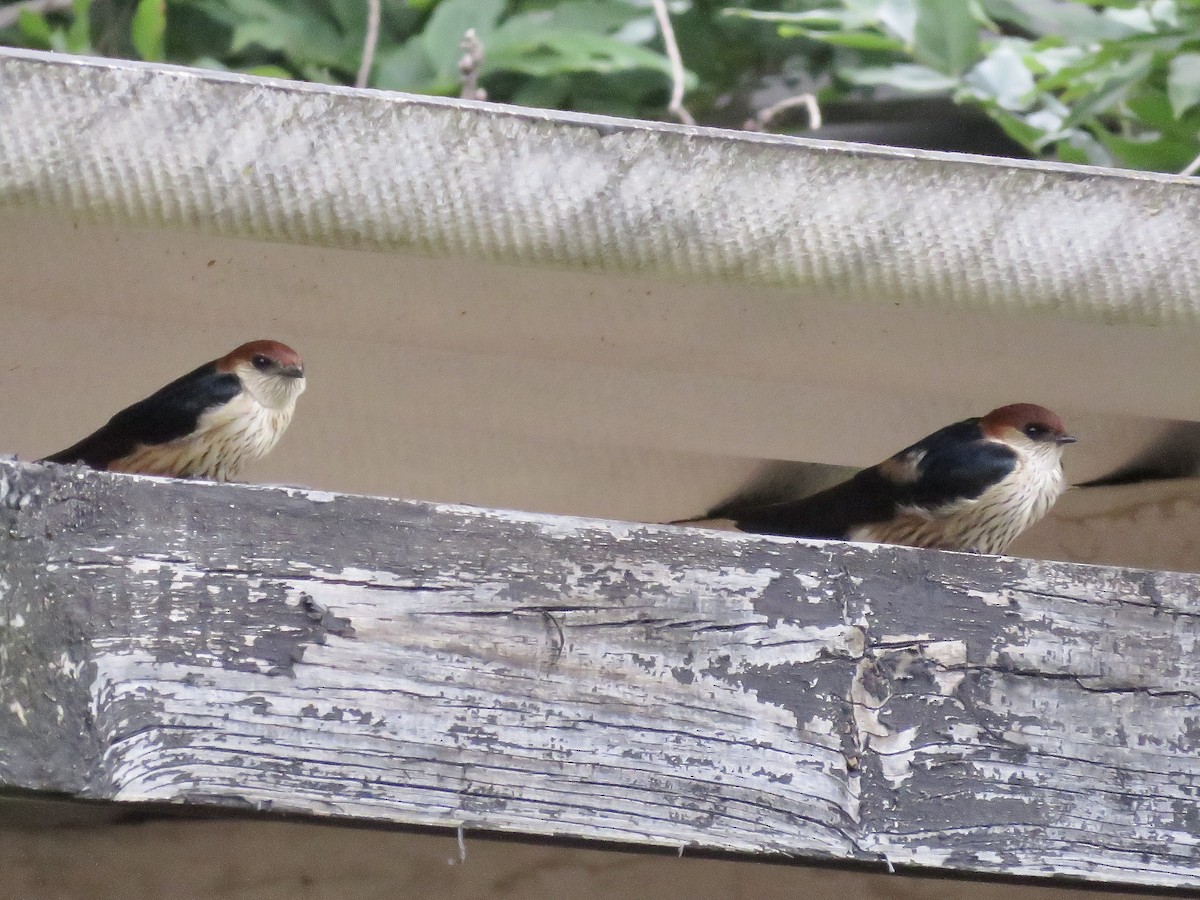 Greater Striped Swallow - Simon Pearce