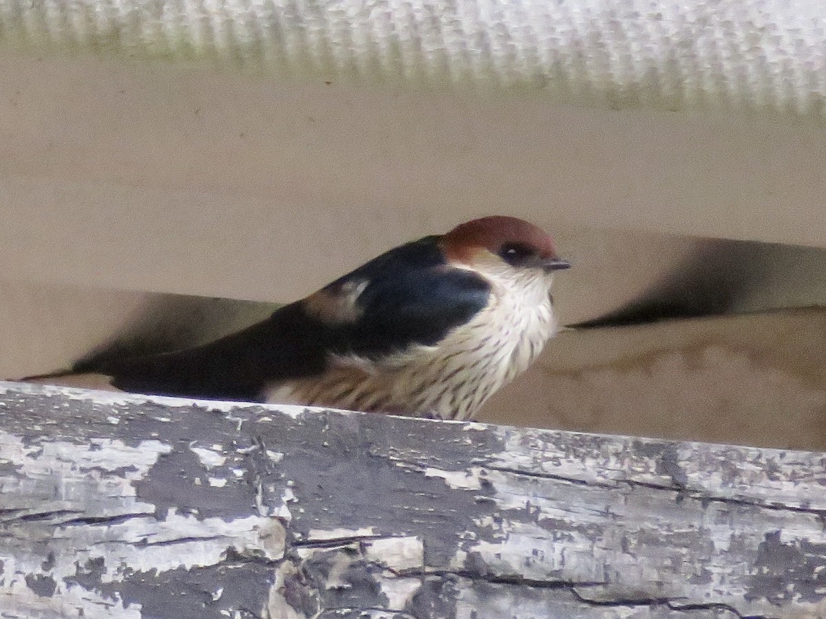Greater Striped Swallow - Simon Pearce
