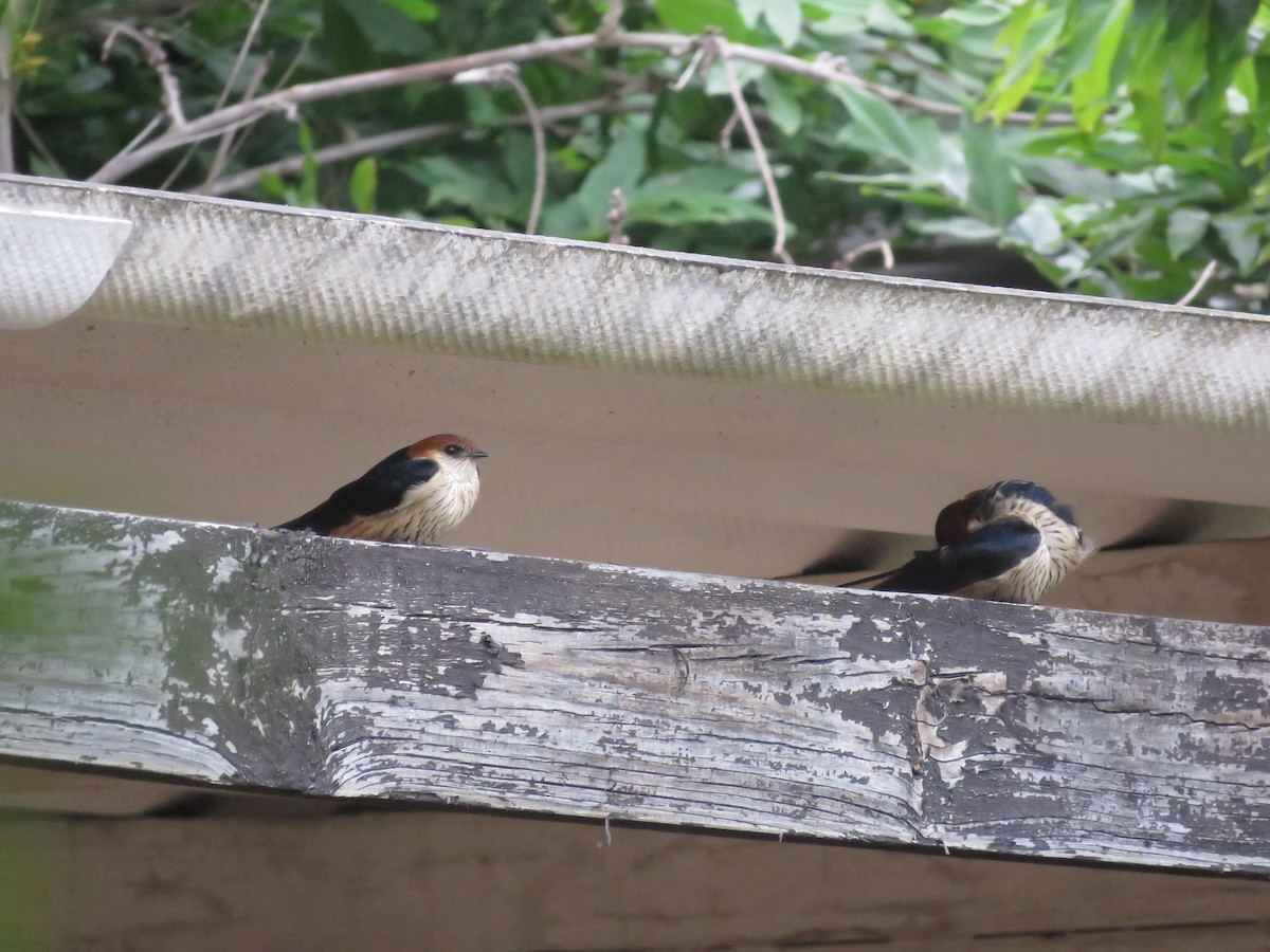 Greater Striped Swallow - Simon Pearce