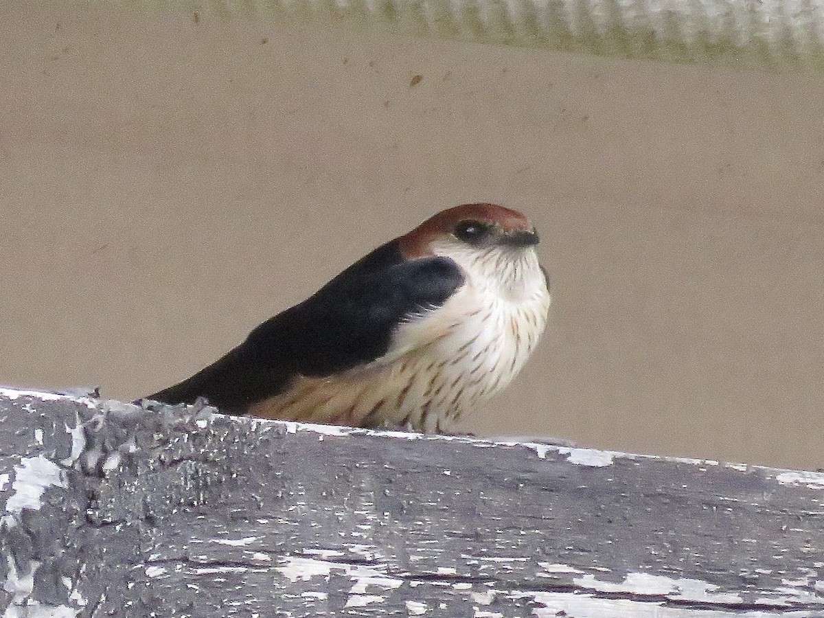 Golondrina Cabecirrufa - ML617708683