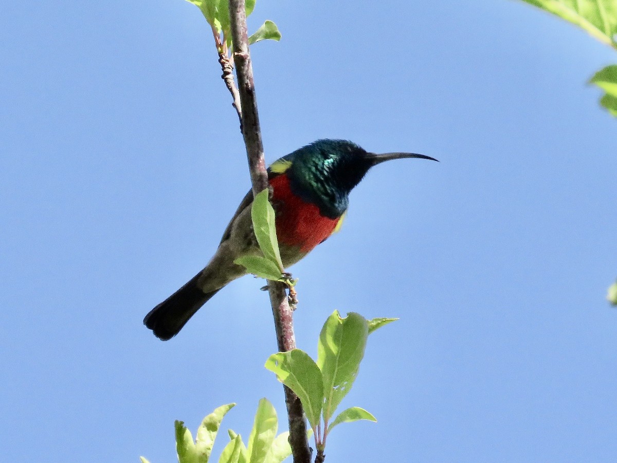 Greater Double-collared Sunbird - ML617708689