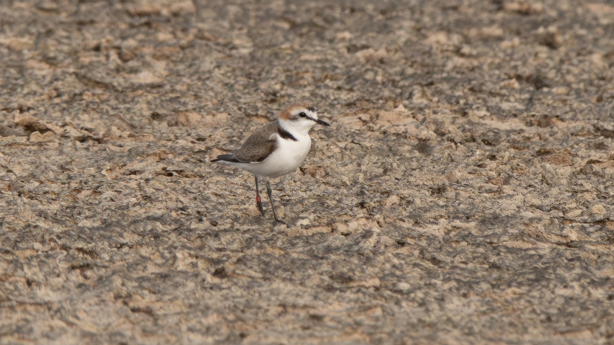 Kentish Plover (Kentish) - Fernando Portillo de Cea