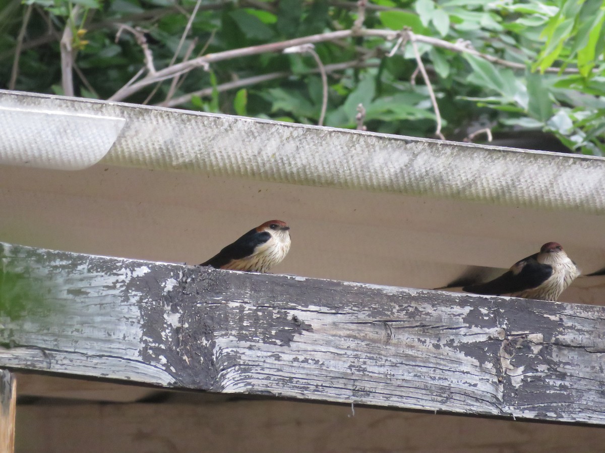 Greater Striped Swallow - Simon Pearce