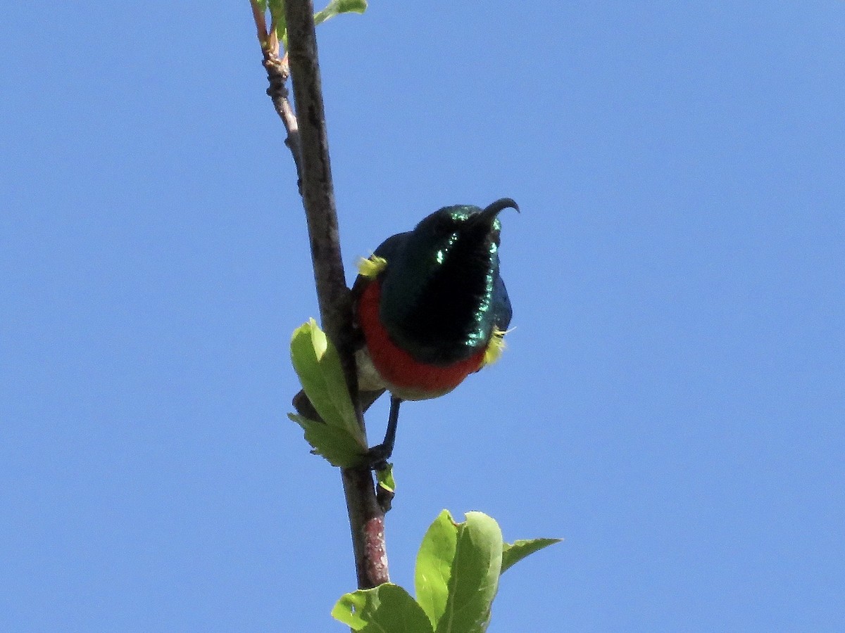 Greater Double-collared Sunbird - Simon Pearce