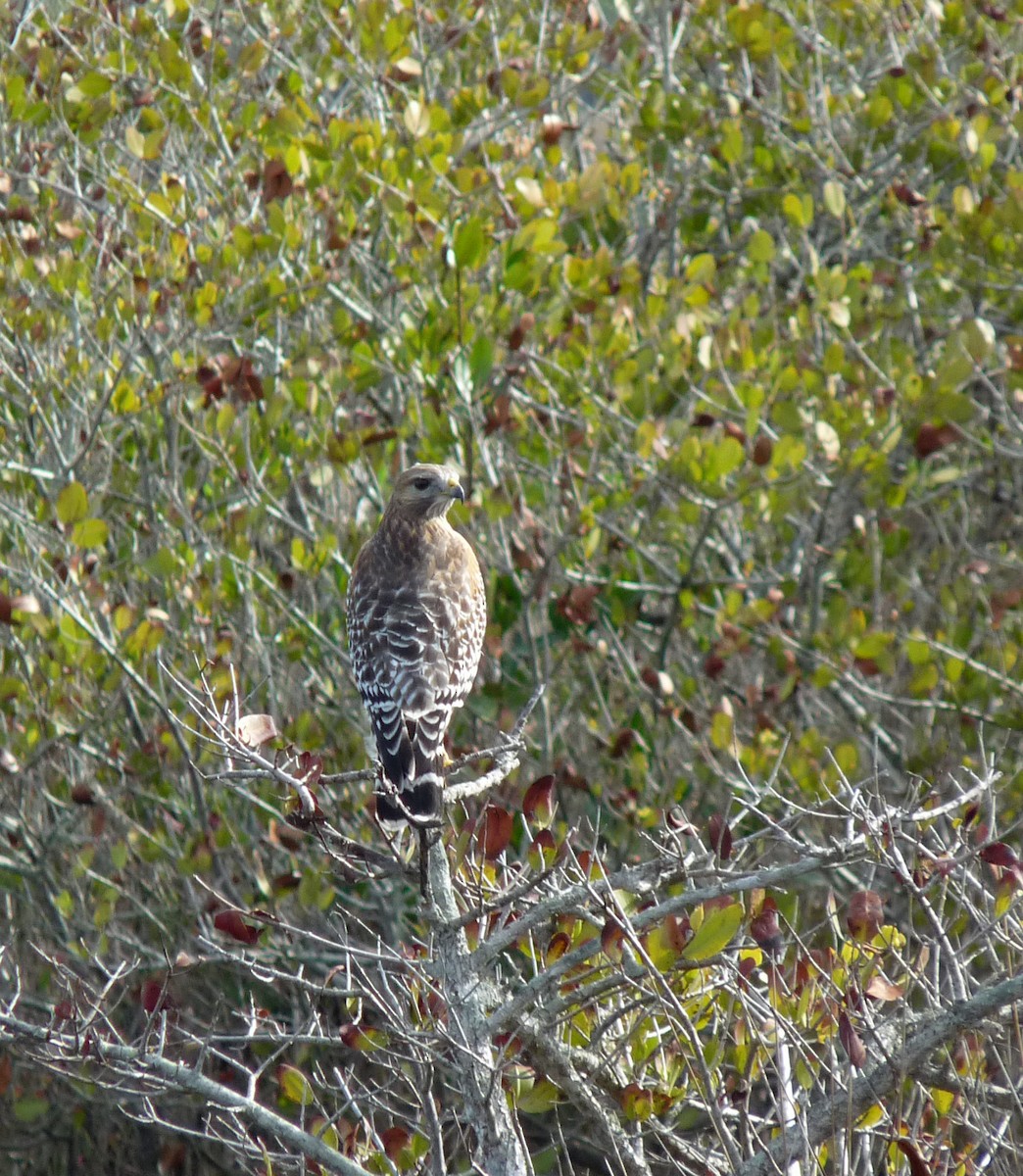 Red-shouldered Hawk - ML61770871