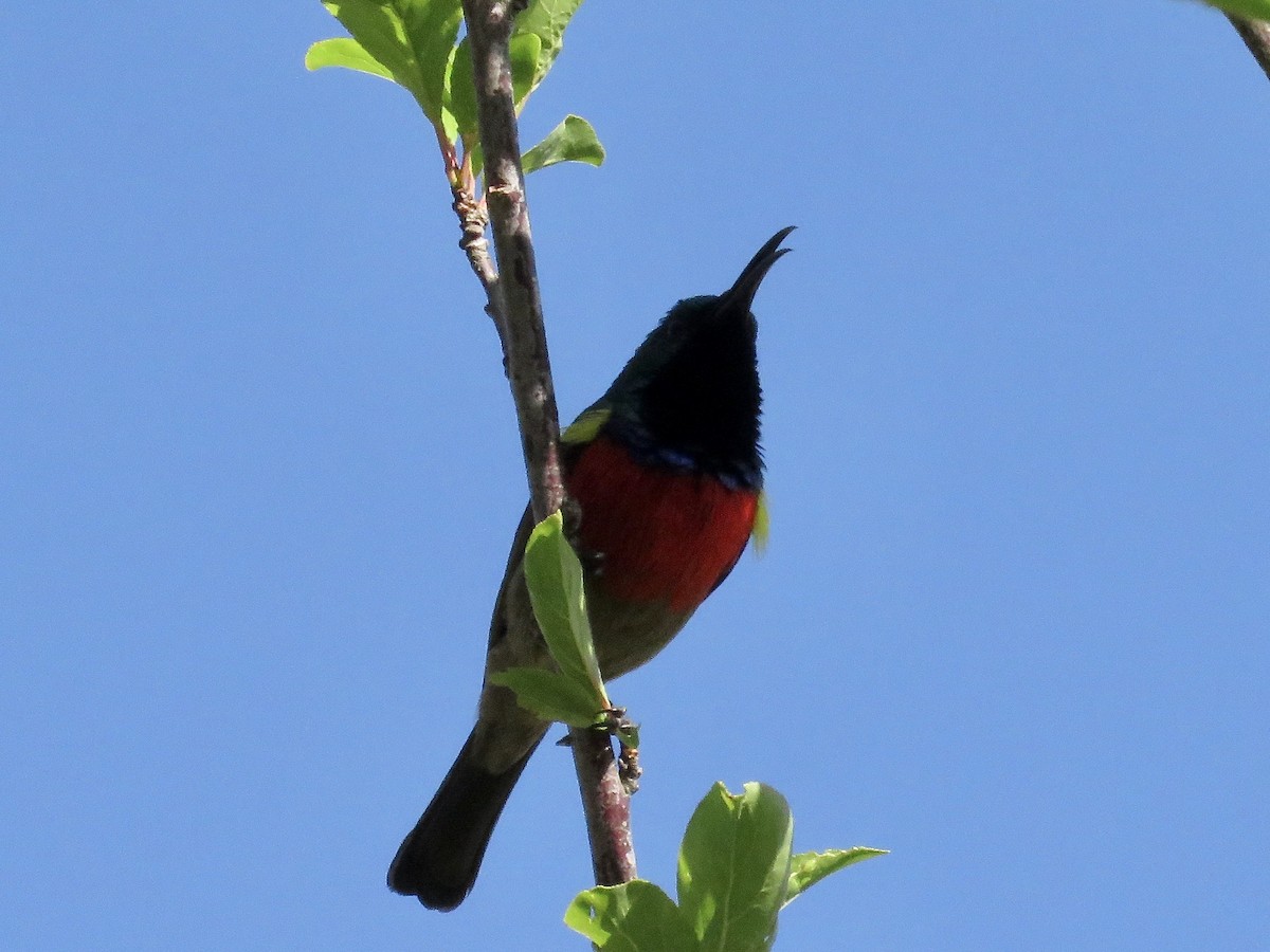 Greater Double-collared Sunbird - Simon Pearce