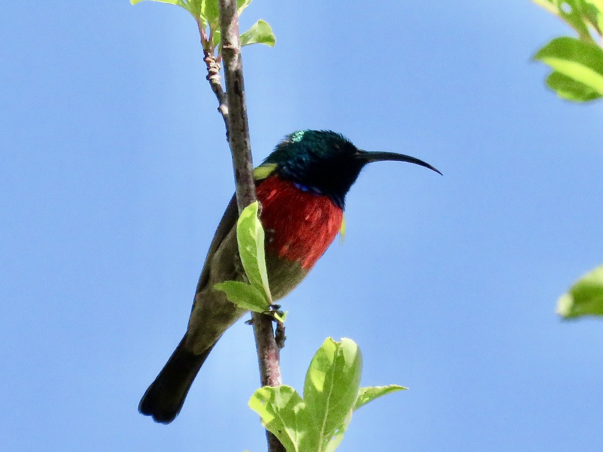 Greater Double-collared Sunbird - Simon Pearce