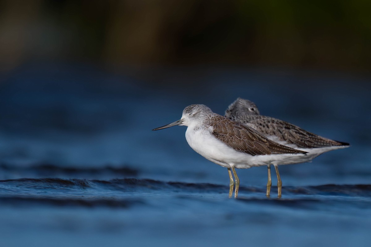 Common Greenshank - ML617708716