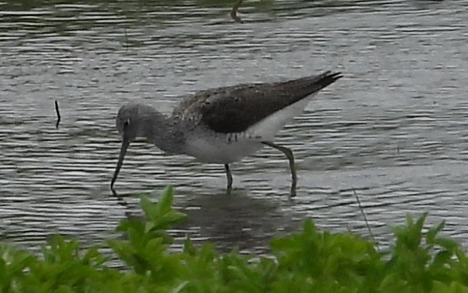 Common Greenshank - ML617708721