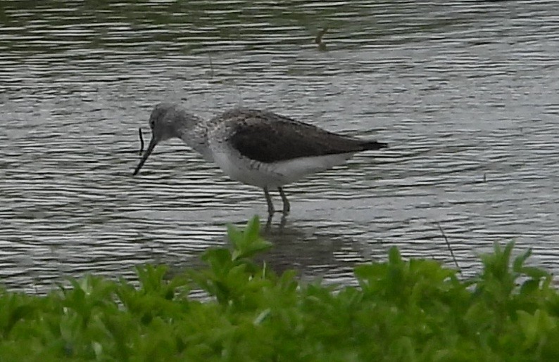 Common Greenshank - ML617708722