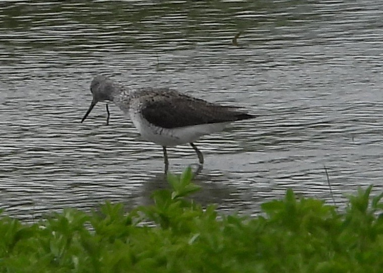 Common Greenshank - ML617708723