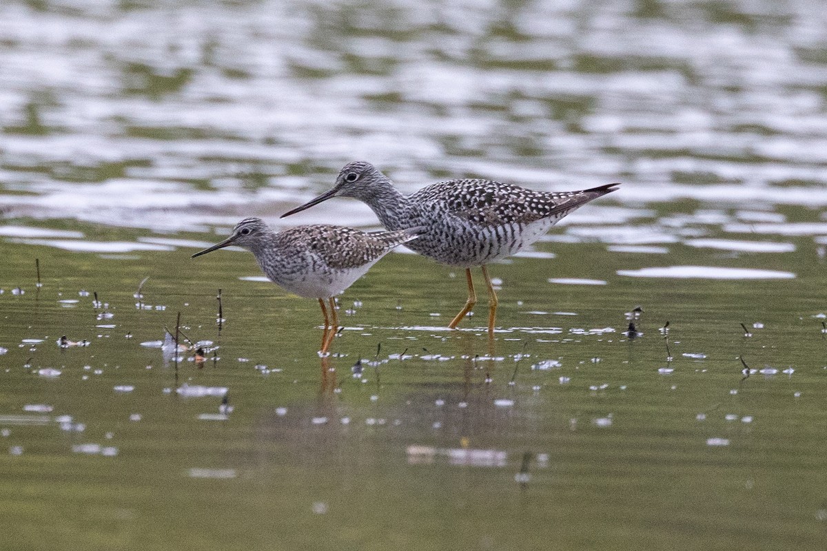 Greater Yellowlegs - ML617708759