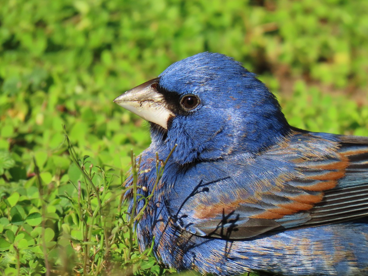 Blue Grosbeak - Elias Markee-Ratner