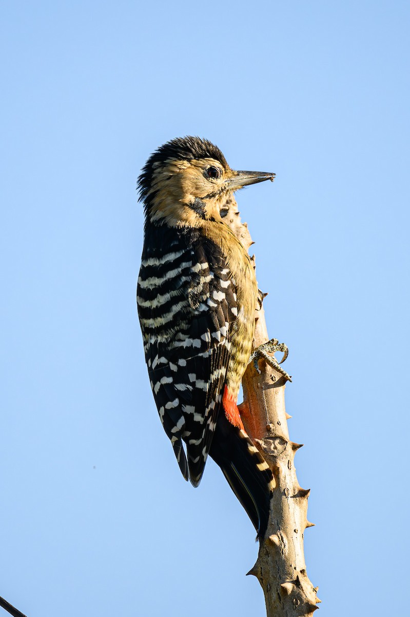 Fulvous-breasted Woodpecker - ML617708771