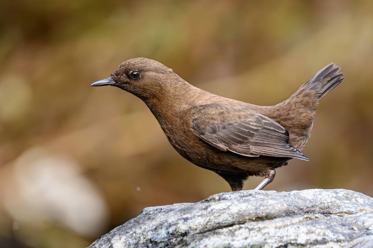 Brown Dipper - ML617708780