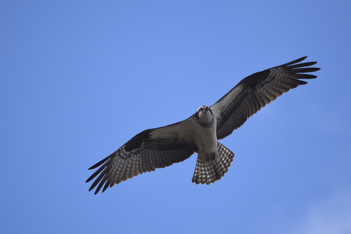 Osprey - Landon Roberts