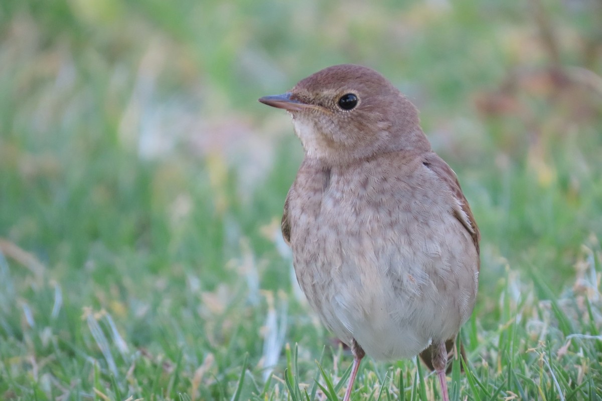 Thrush Nightingale - ML617708830