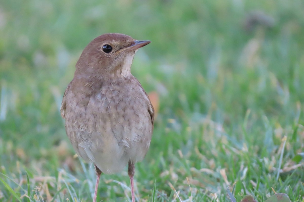 Thrush Nightingale - ML617708831