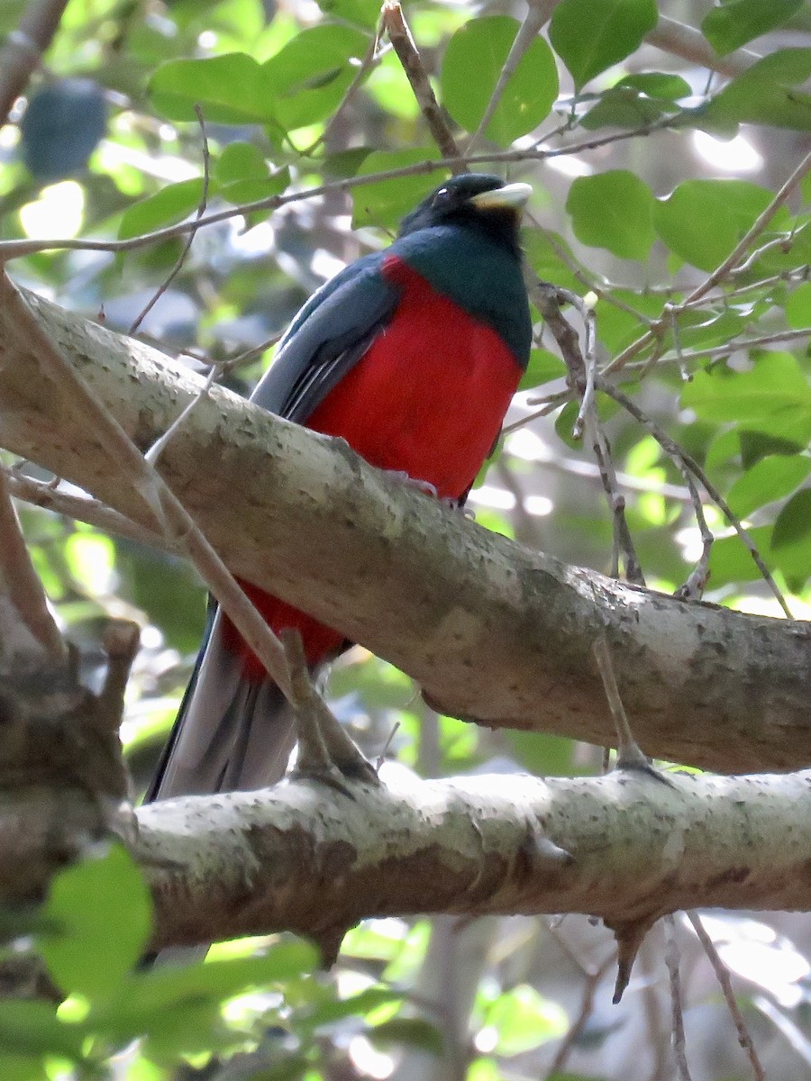 trogon africký - ML617708837