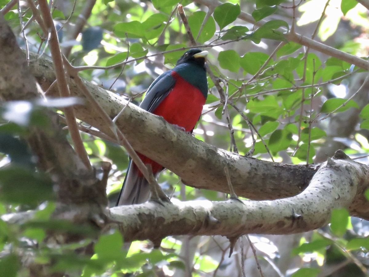 trogon africký - ML617708838