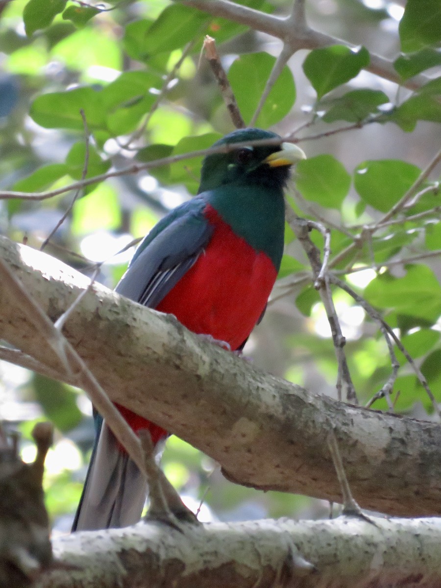 trogon africký - ML617708841