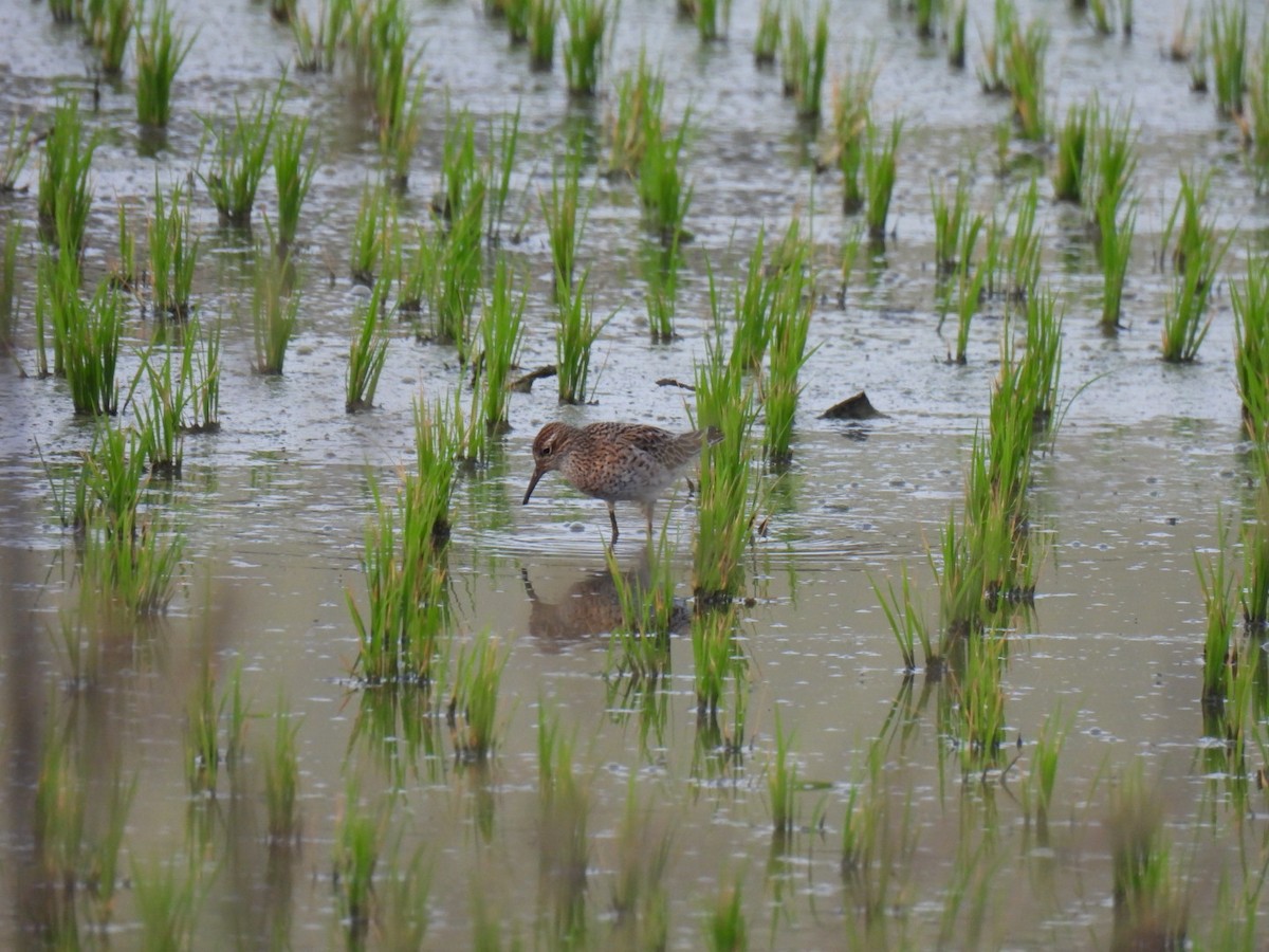 Sharp-tailed Sandpiper - ML617708864