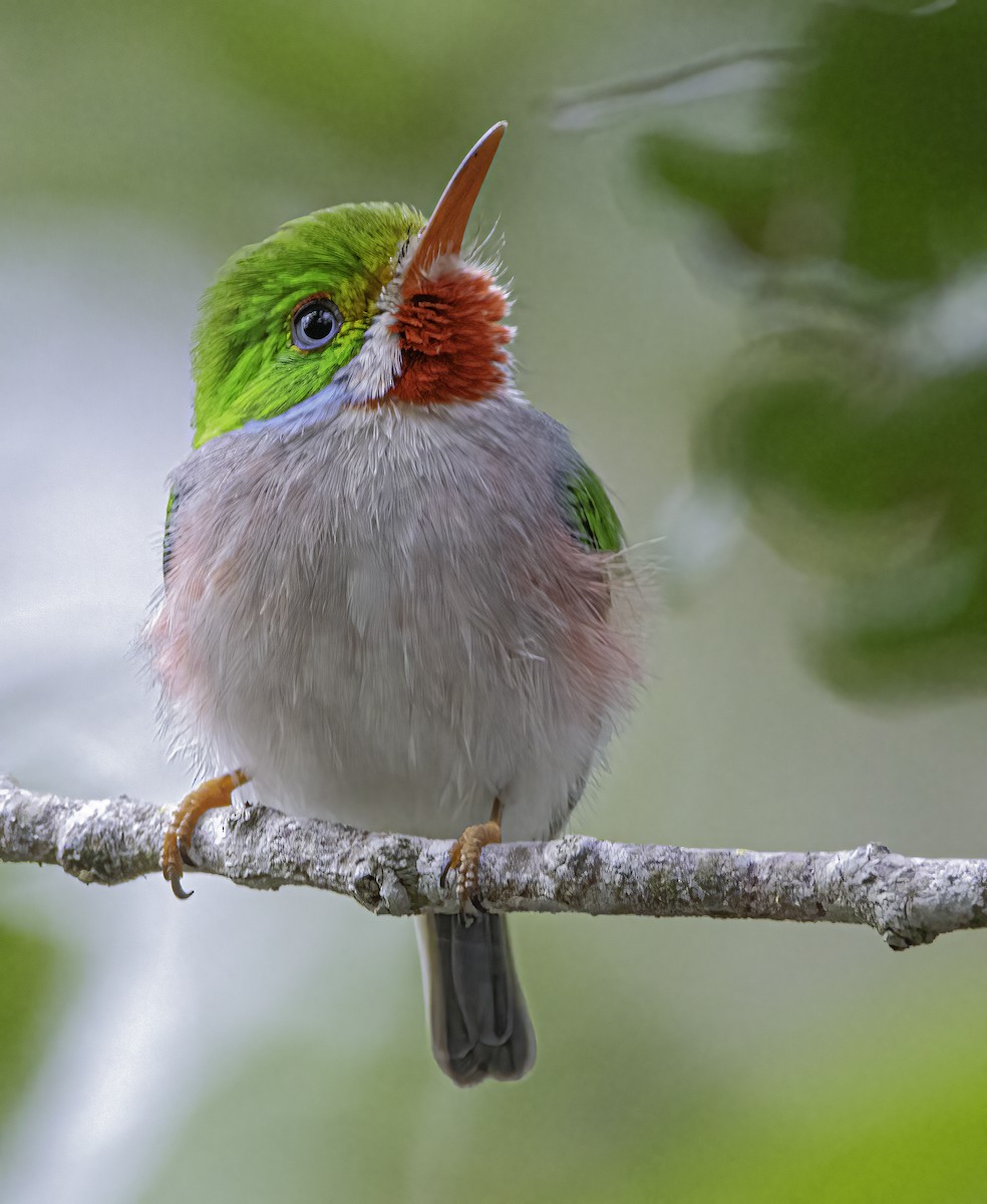 Cuban Tody - Phil Riebel