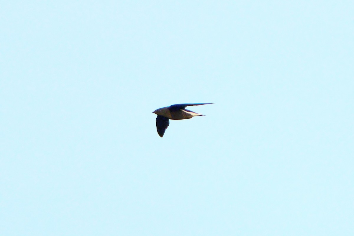 Brown-backed Needletail - ML617708881