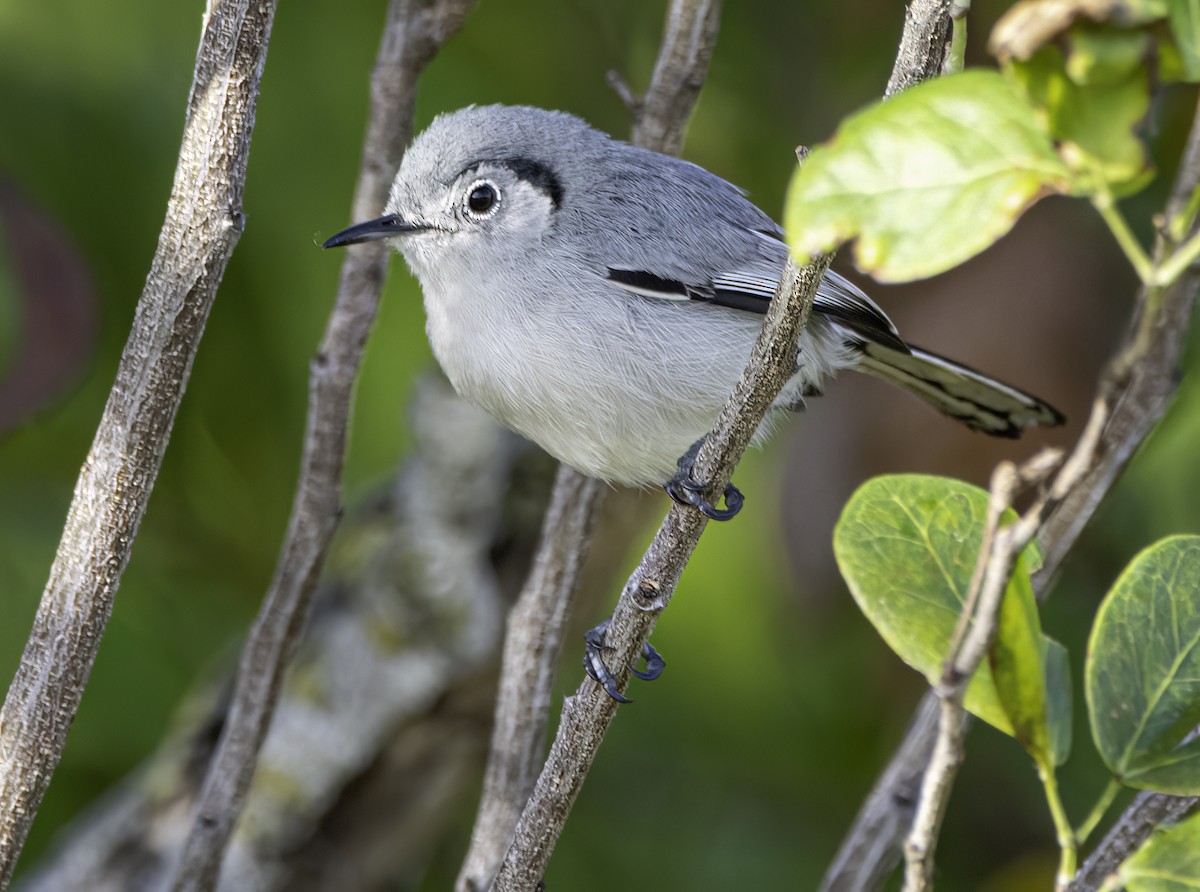 Cuban Gnatcatcher - ML617708953