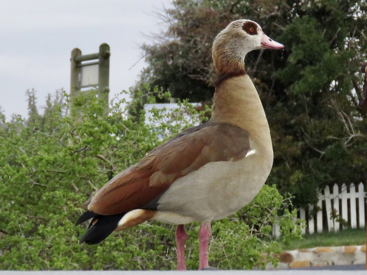 Egyptian Goose - ML617708966