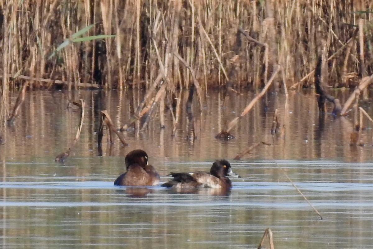 Tufted Duck - ML617708992