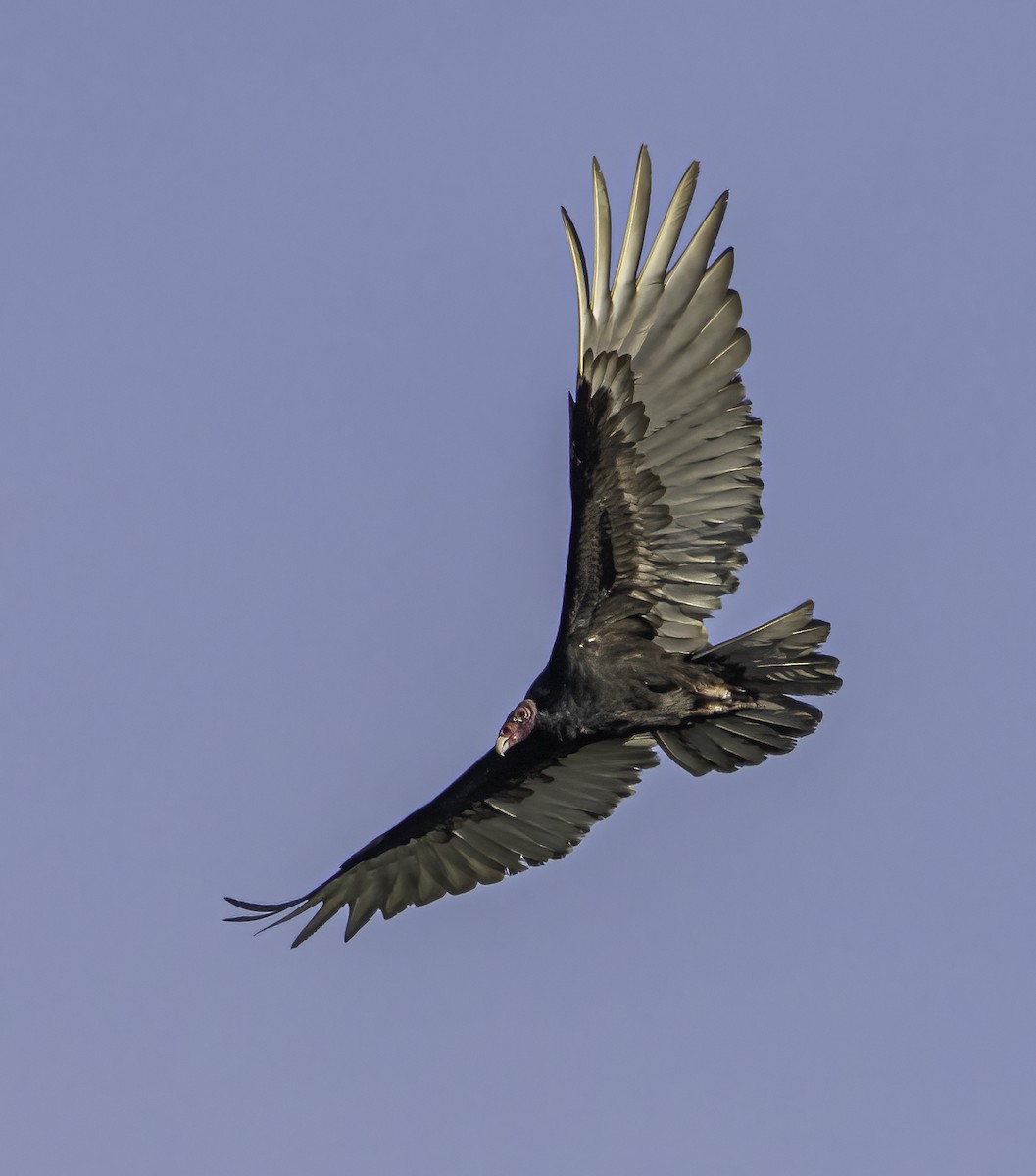 Turkey Vulture - Phil Riebel