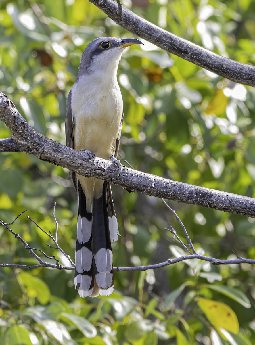 Mangrove Cuckoo - ML617709006