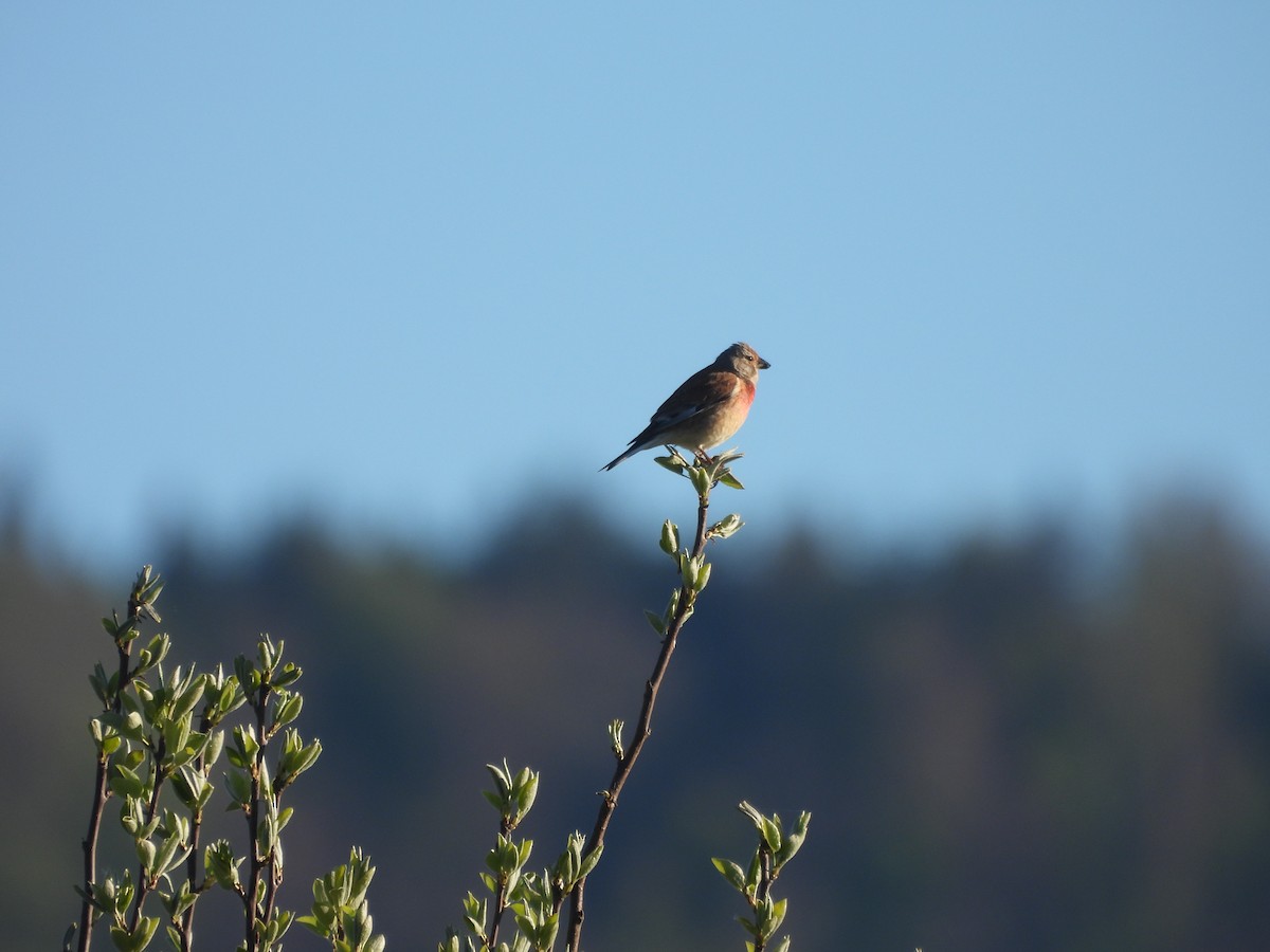 Eurasian Linnet - ML617709038