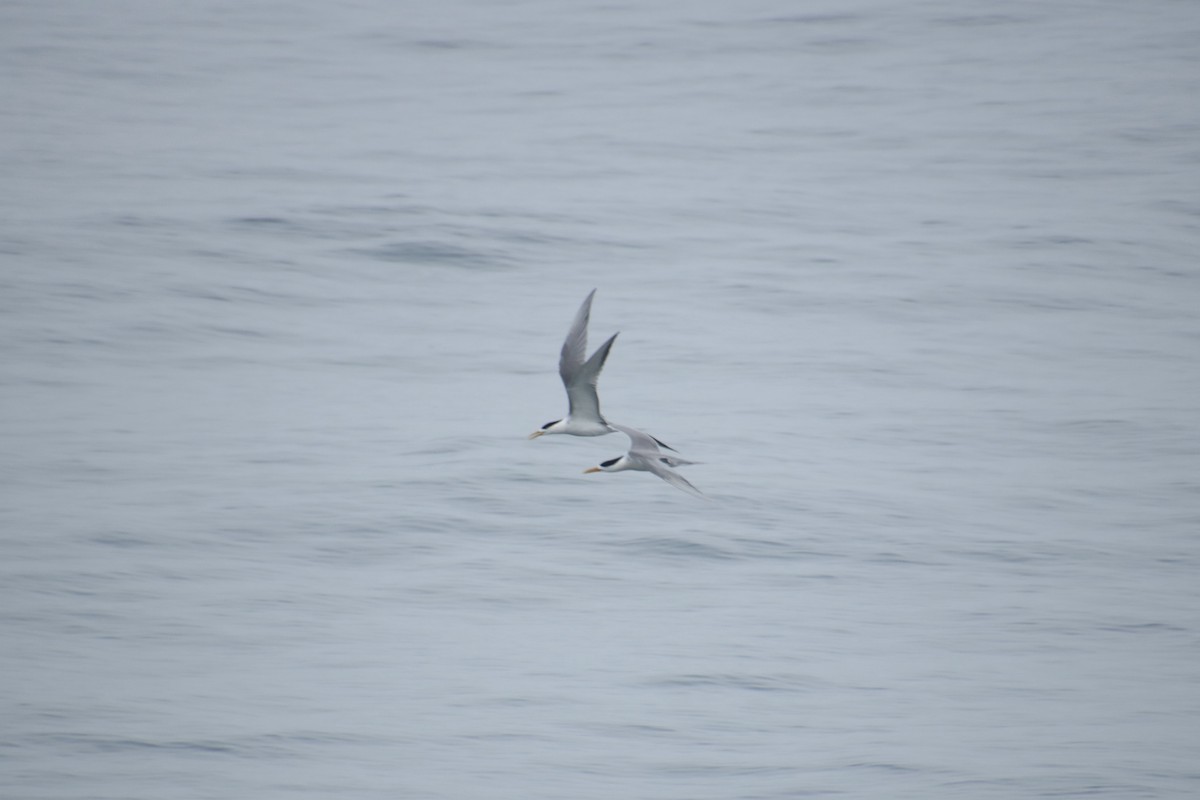 Great Crested Tern - ML617709085