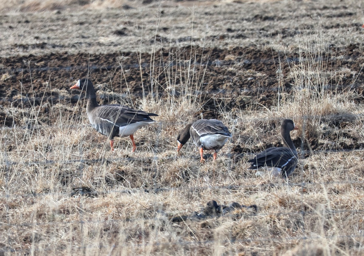 Белолобый гусь (flavirostris) - ML617709088