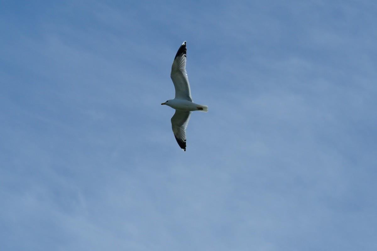 Gaviota Californiana - ML617709110