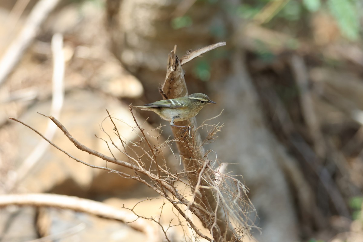 Yellow-browed Warbler - ML617709116