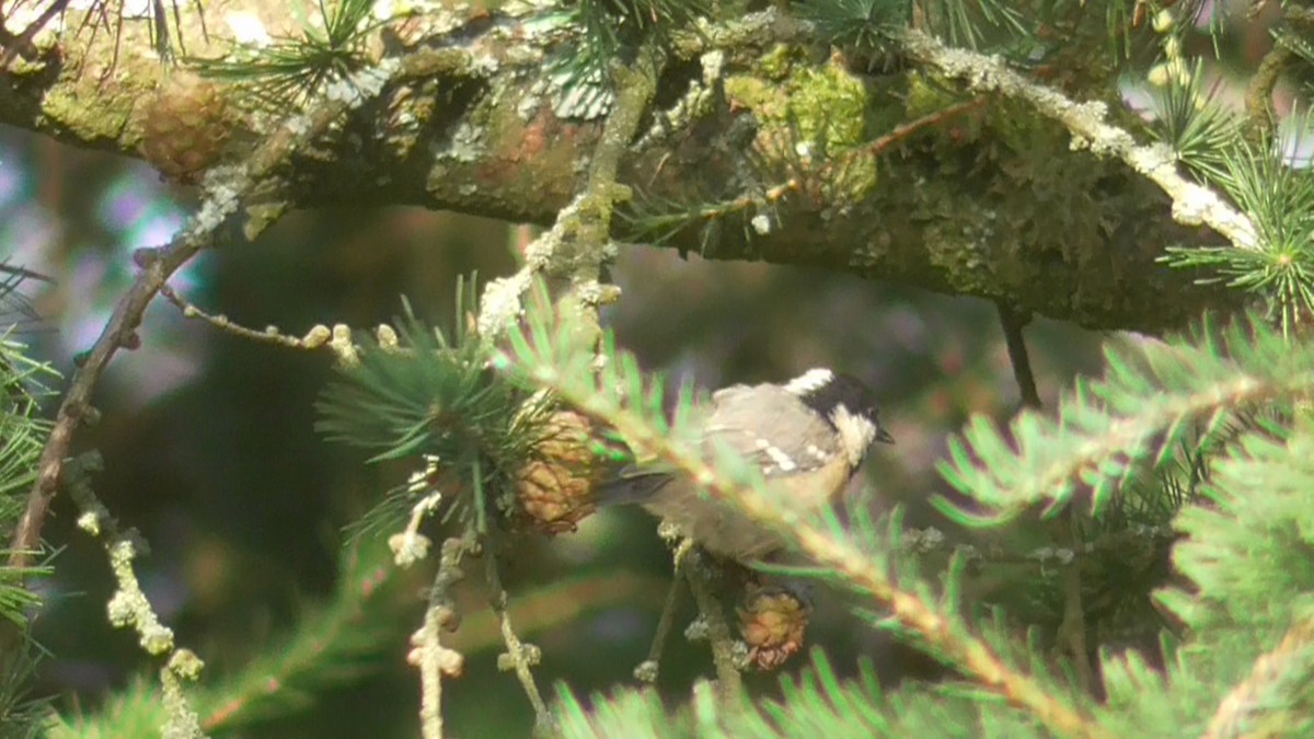 Coal Tit - ML617709142