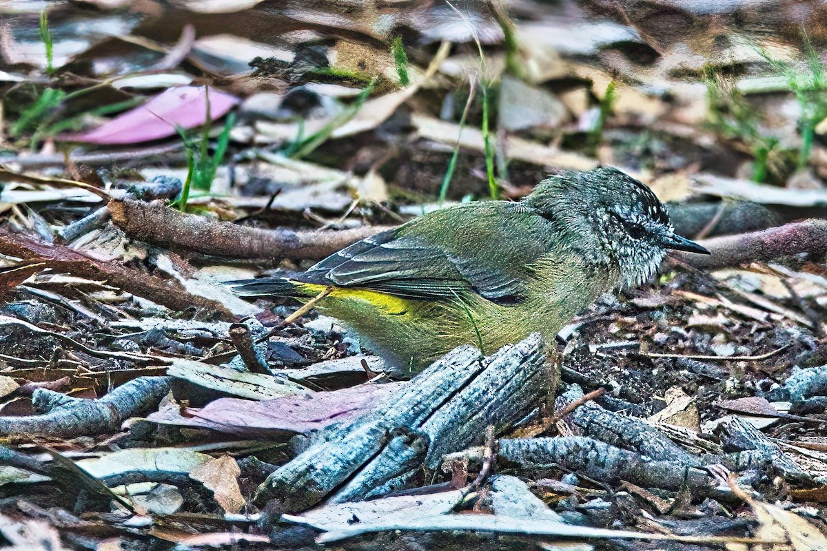 Yellow-rumped Thornbill - Alfons  Lawen