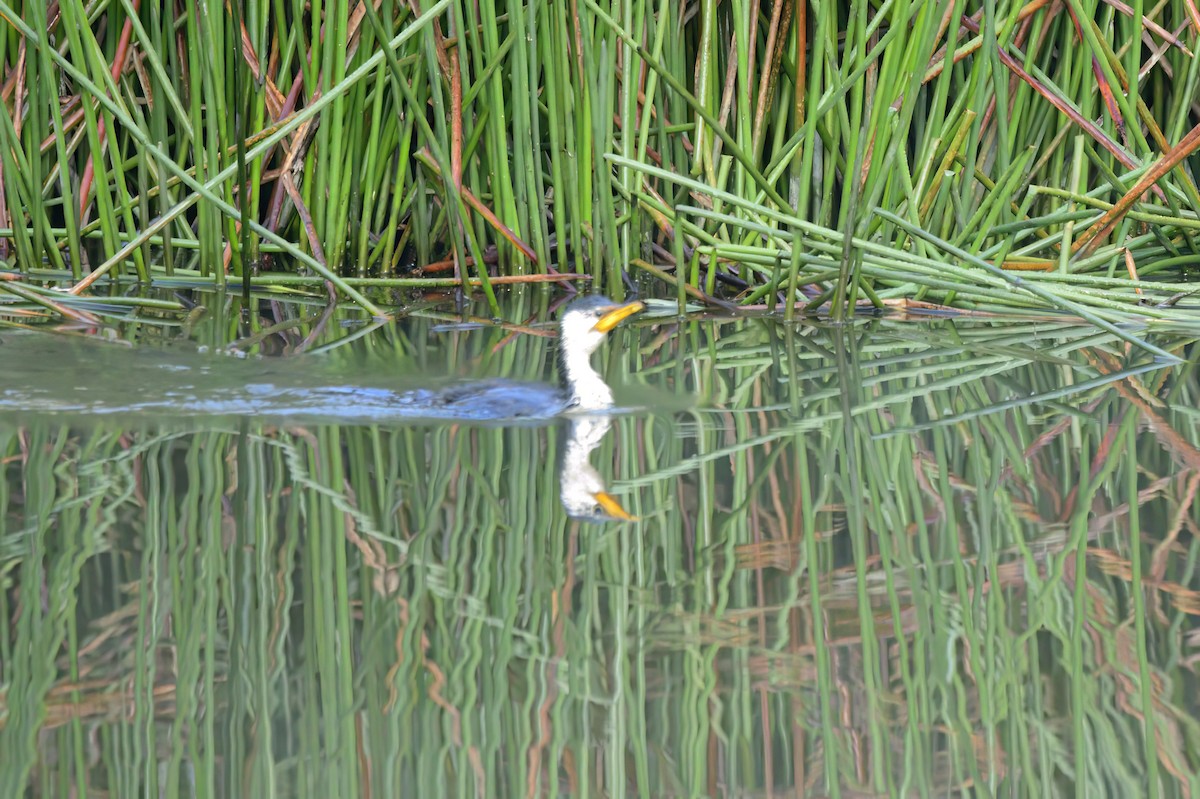 Little Pied Cormorant - ML617709161