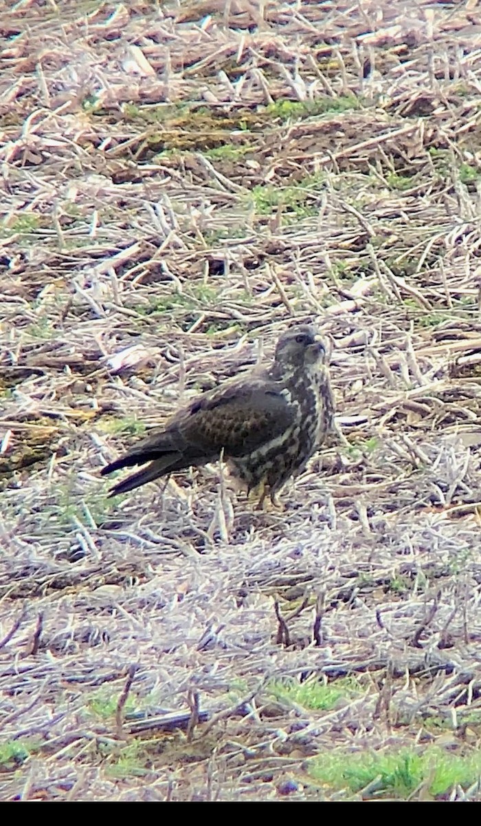 Swainson's Hawk - ML617709189
