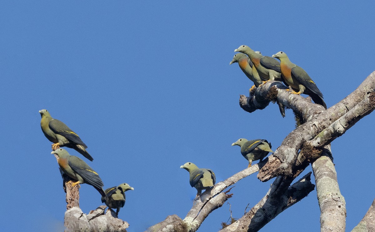 Large Green-Pigeon - Jan-Peter  Kelder