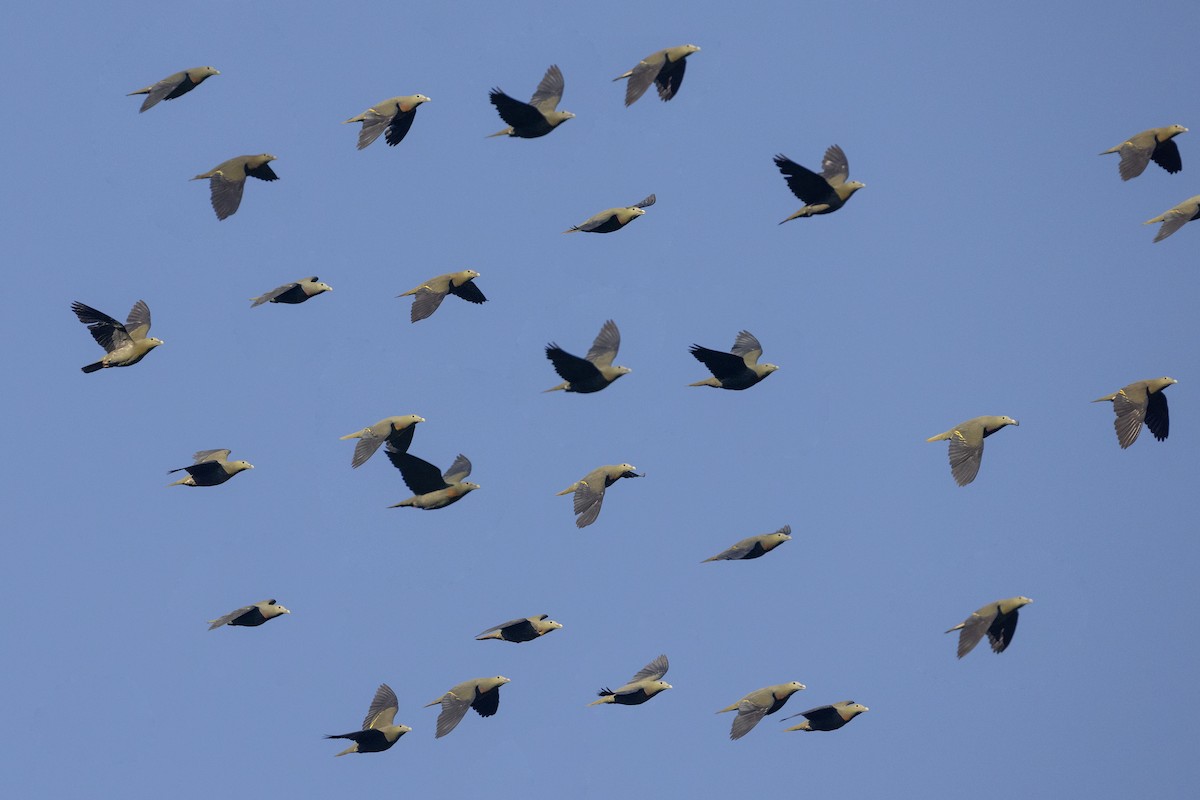 Large Green-Pigeon - ML617709202