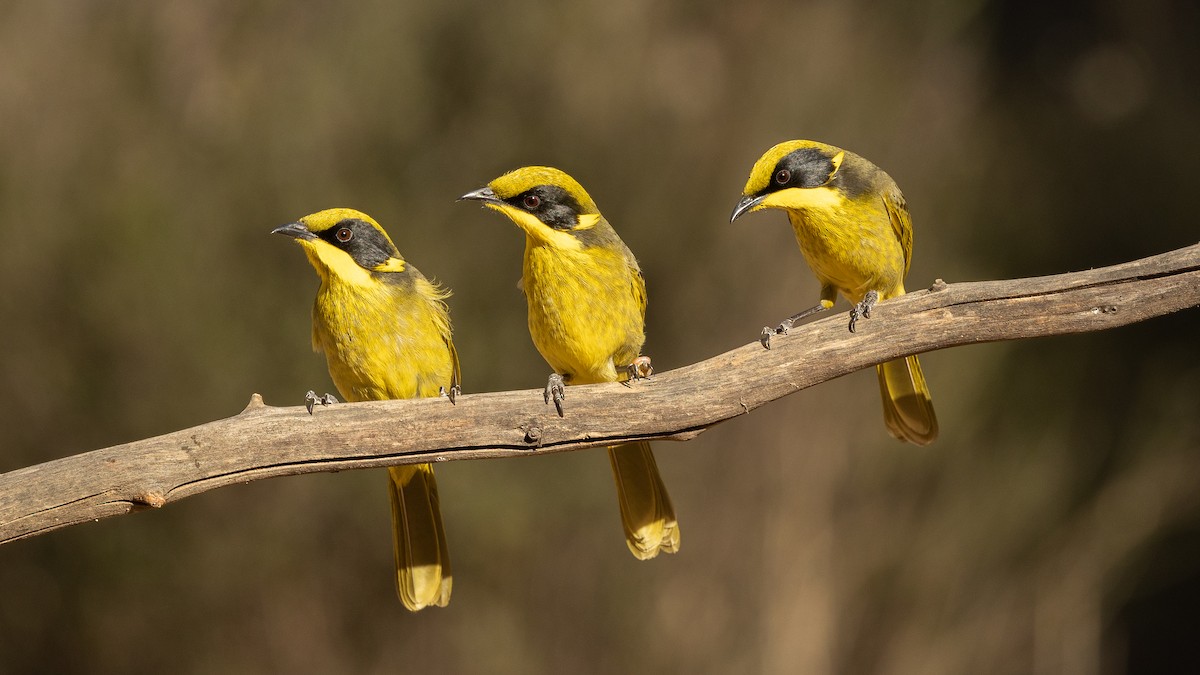 Yellow-tufted Honeyeater - ML617709203