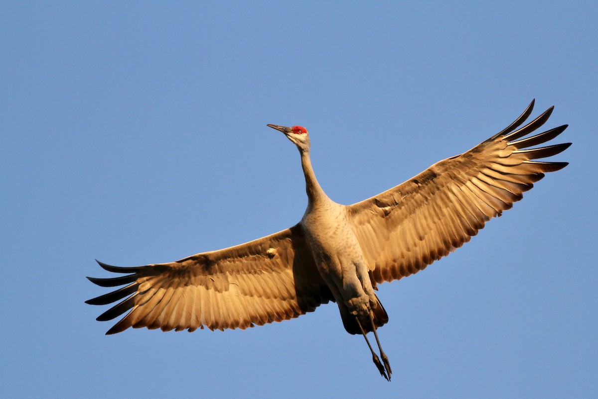 Sandhill Crane - Drew Weber