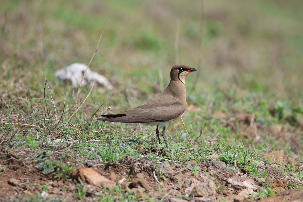 Oriental Pratincole - ML617709214