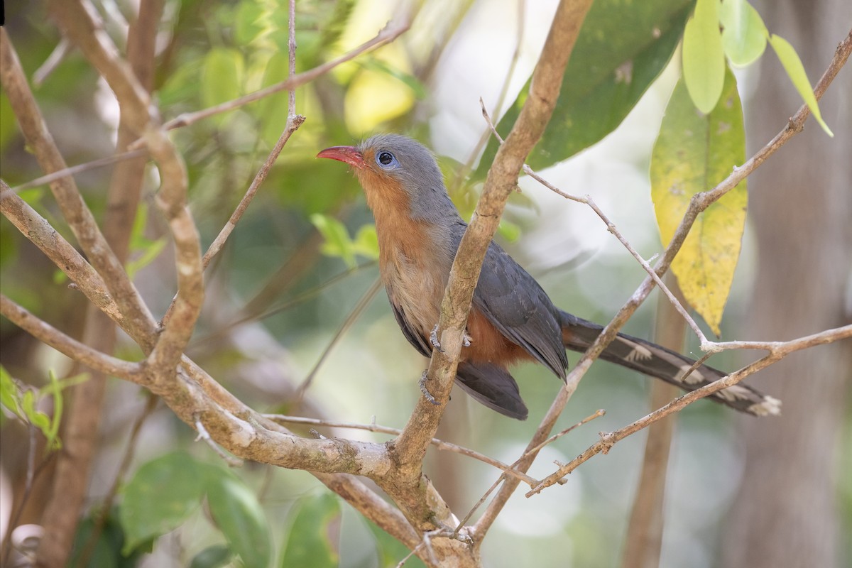 Red-billed Malkoha - ML617709244